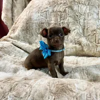 Chocolate Boy, a male Chihuahua for sale in Rogers, AR – 3 of 4