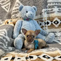 Red Fawn Boy, a male Chihuahua for sale in Rogers, AR – Photo 2 of 2