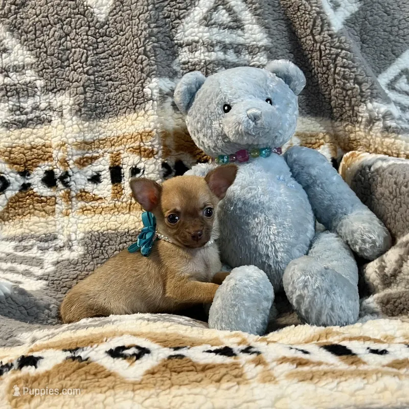 Red Fawn Boy – Chihuahua puppy for sale in Rogers, AR