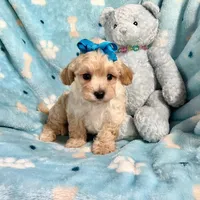 Apricot Boy, a female Maltipoo for sale in Rogers, AR – 3 of 3