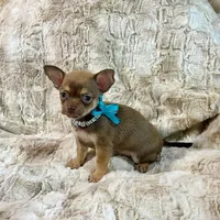Chocolate Sable Boy, a male Chihuahua for sale in Rogers, AR – 4 of 4