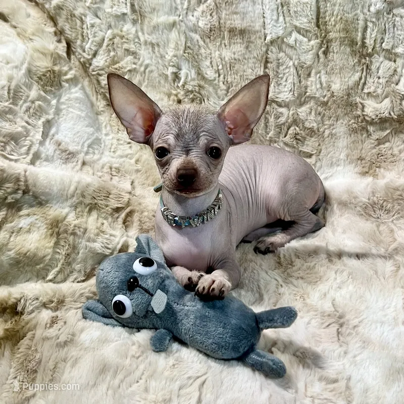 Tiny Red Fawn Hairless Boy – Chihuahua puppy for sale in Rogers, AR