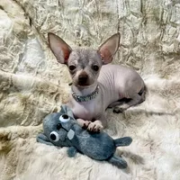 Tiny Red Fawn Hairless Boy, a male Chihuahua for sale in Rogers, AR – 2 of 4