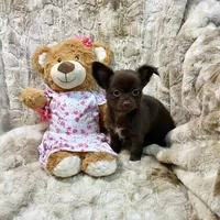 Long Coat Chocolate and White Girl, a female Chihuahua for sale in Rogers, AR – 3 of 4