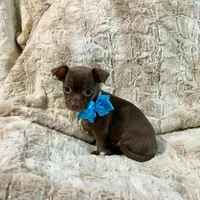 Chocolate Boy, a male Chihuahua for sale in Rogers, AR – 4 of 4