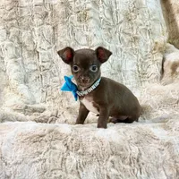 Chocolate and White Boy, a male Chihuahua for sale in Rogers, AR – 2 of 2