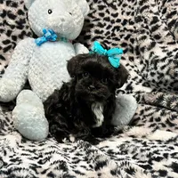 Tiny Black with White Boy, a female Maltipoo and Poodle - Toy  for sale in Rogers, AR – 1 of 3