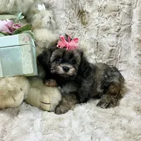 Sable Fawn Girl, a female Maltipoo and Poodle - Toy  for sale in Rogers, AR – 2 of 3