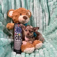 Chocolate Merle Boy, a male Chihuahua for sale in Rogers, AR – 2 of 3