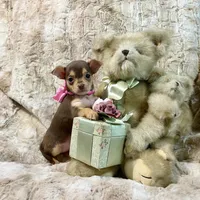 Chocolate and Tan Girl, a male Chihuahua for sale in Rogers, AR – 1 of 4