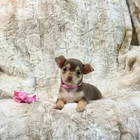 Chocolate and Tan Girl, a male Chihuahua for sale in Rogers, AR – 3 of 4