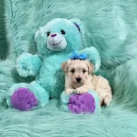 Cream Apricot Boy, a male Maltipoo for sale in Rogers, AR – 3 of 3