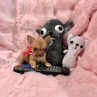 Chocolate Sable Fawn Girl, a female Chihuahua for sale in Rogers, AR – 2 of 4