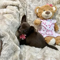 Long Coat Chocolate and White Girl, a female Chihuahua for sale in Rogers, AR – 2 of 4