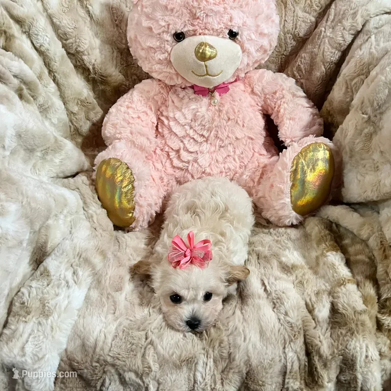 Apricot Girl – Maltipoo puppy for sale in Rogers, AR