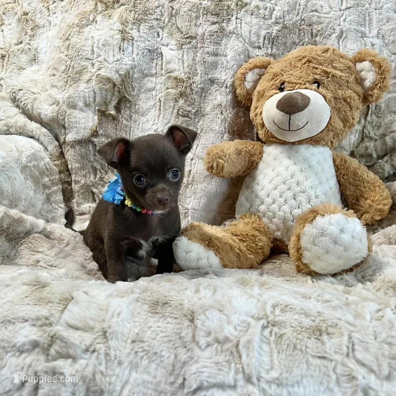 Chocolate and White Boy – Chihuahua puppy for sale in Rogers, AR