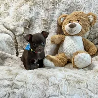 Chocolate and White Boy, a male Chihuahua for sale in Rogers, AR – Photo 1 of 3