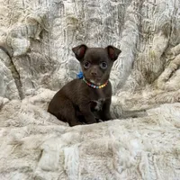 Chocolate and White Boy, a male Chihuahua for sale in Rogers, AR – Photo 2 of 3