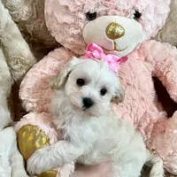 Cream Apricot Girl, a female Maltipoo for sale in Rogers, AR – 2 of 4