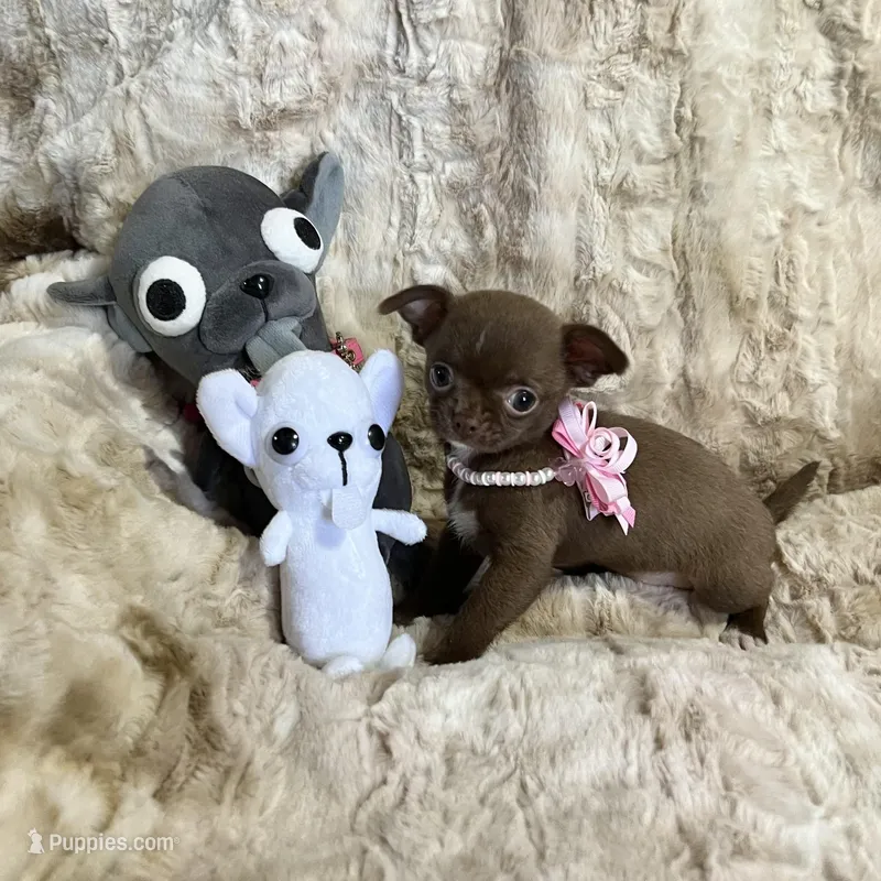 Tiny Chocolate with White Girl – Chihuahua puppy for sale in Rogers, AR