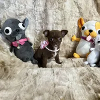 Tiny Chocolate with White Girl, a female Chihuahua for sale in Rogers, AR – Photo 2 of 3