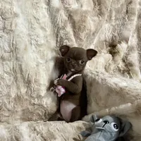 Tiny Chocolate with White Girl, a female Chihuahua for sale in Rogers, AR – Photo 3 of 3