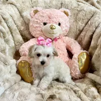 Cream Apricot Girl ❤, a female Maltipoo for sale in Rogers, AR – 3 of 3