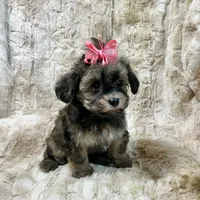 Sable Fawn Girl, a female Maltipoo and Poodle - Toy  for sale in Rogers, AR – 3 of 3