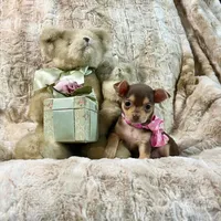Chocolate and Tan Girl, a male Chihuahua for sale in Rogers, AR – 2 of 4