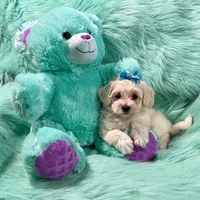 Cream Maltipoo Boy, a male Maltipoo for sale in Rogers, AR – 1 of 1