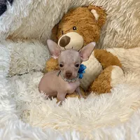 Hairless Boy, a male Chihuahua for sale in Rogers, AR – 1 of 2