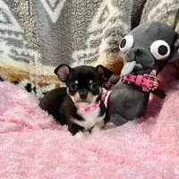 Black, Tan, and White Girl, a female Chihuahua for sale in Rogers, AR – 2 of 3