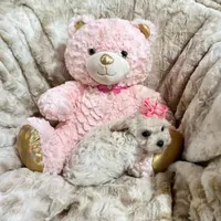 Light Apricot Girl, a female Maltipoo for sale in Rogers, AR – 2 of 2