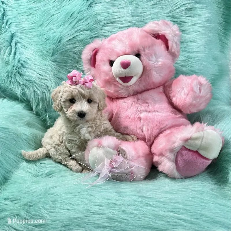 Cream Champagne Girl – Maltipoo puppy for sale in Rogers, AR