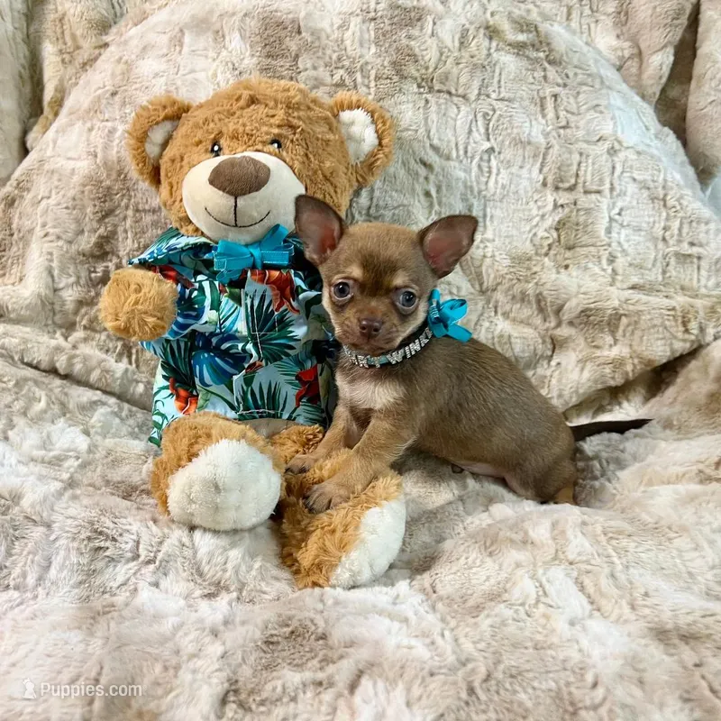Chocolate Sable Boy – Chihuahua puppy for sale in Rogers, AR