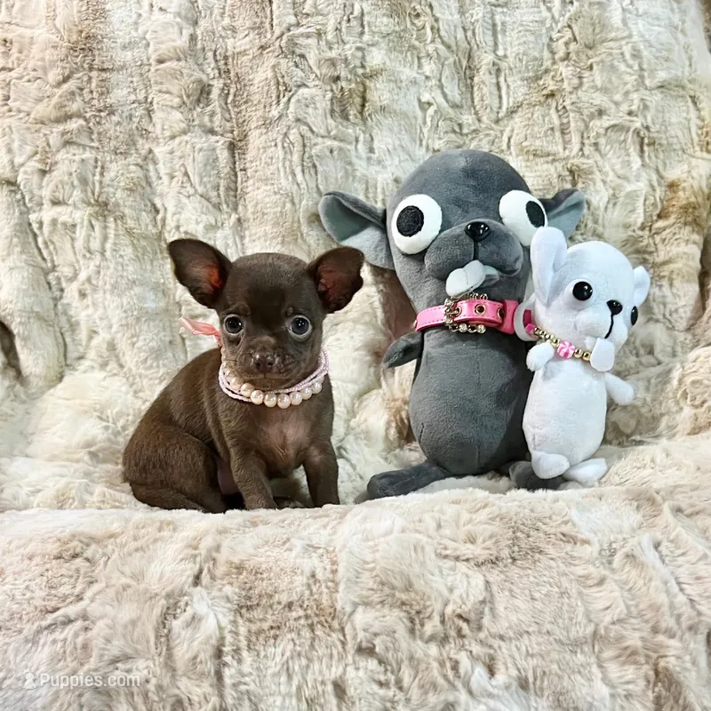 Dark Chocolate Girl – Chihuahua puppy for sale in Rogers, AR