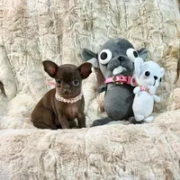 Dark Chocolate Girl, a male Chihuahua for sale in Rogers, AR – 1 of 3