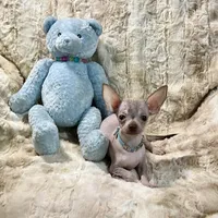 Tiny Red Fawn Hairless Boy, a male Chihuahua for sale in Rogers, AR – 3 of 4