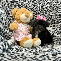 Black, with White Markings Girl, a female Maltipoo and Poodle - Toy  for sale in Rogers, AR – 1 of 3
