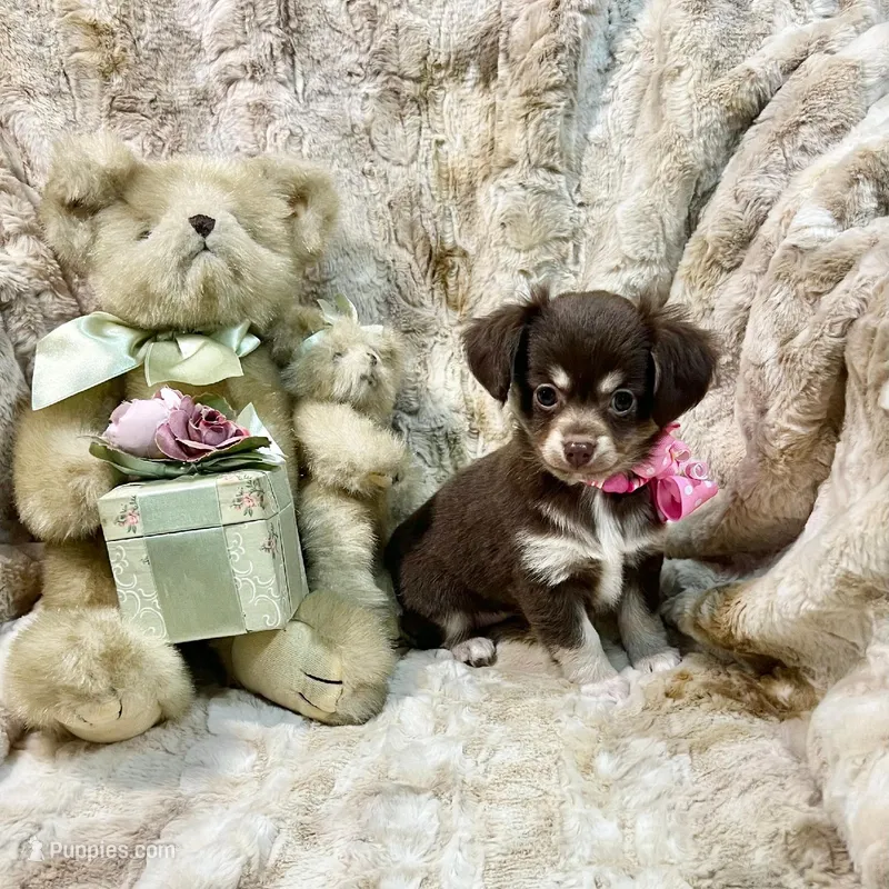 Long Coat Chocolate, Cream, and White Girl – Chihuahua puppy for sale in Rogers, AR