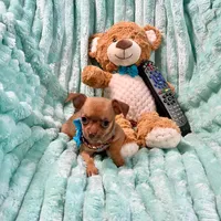 Chocolate Sable Fawn Boy, a male Chihuahua for sale in Rogers, AR – 3 of 3