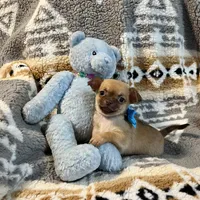 Red Fawn with White Boy, a male Chihuahua for sale in Rogers, AR – Photo 2 of 2