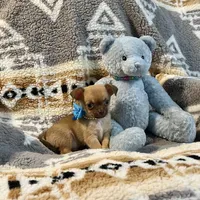 Red Fawn with White Boy, a male Chihuahua for sale in Rogers, AR – Photo 1 of 2