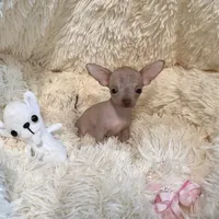 Tiny Hairless Girl, a female Chihuahua for sale in Rogers, AR – 2 of 2