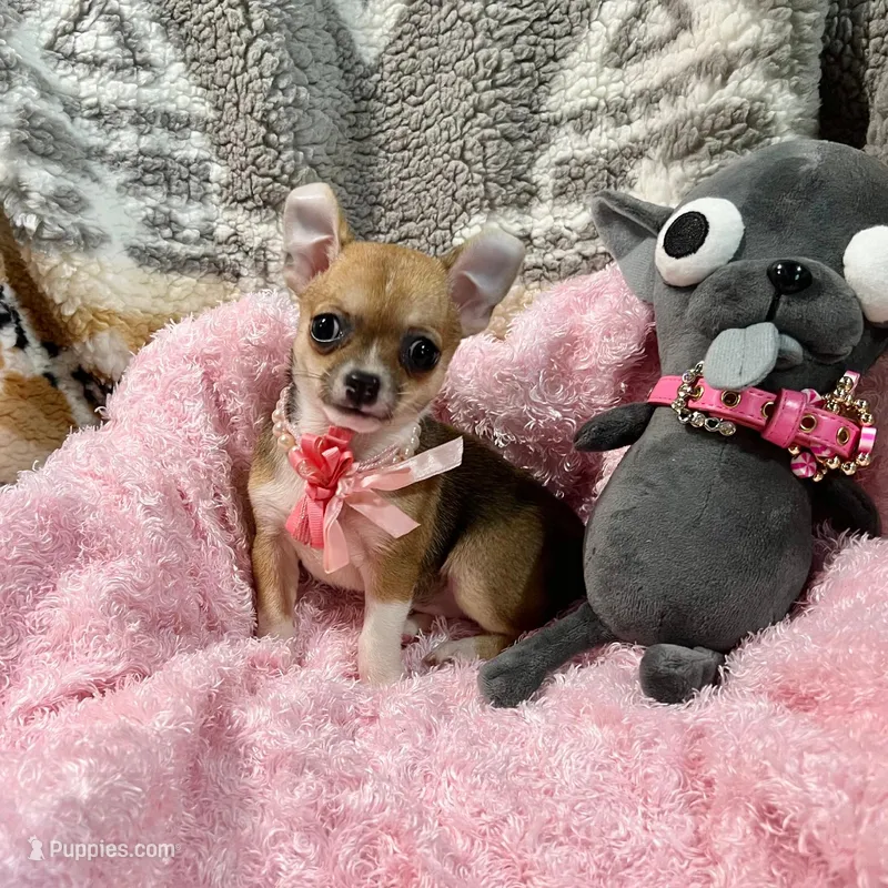 Sable Fawn and White Girl – Chihuahua puppy for sale in Rogers, AR