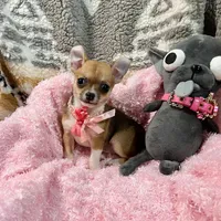 Sable Fawn and White Girl, a female Chihuahua for sale in Rogers, AR – 1 of 3