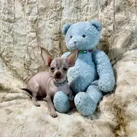 Tiny Red Fawn Hairless Boy, a male Chihuahua for sale in Rogers, AR – 4 of 4
