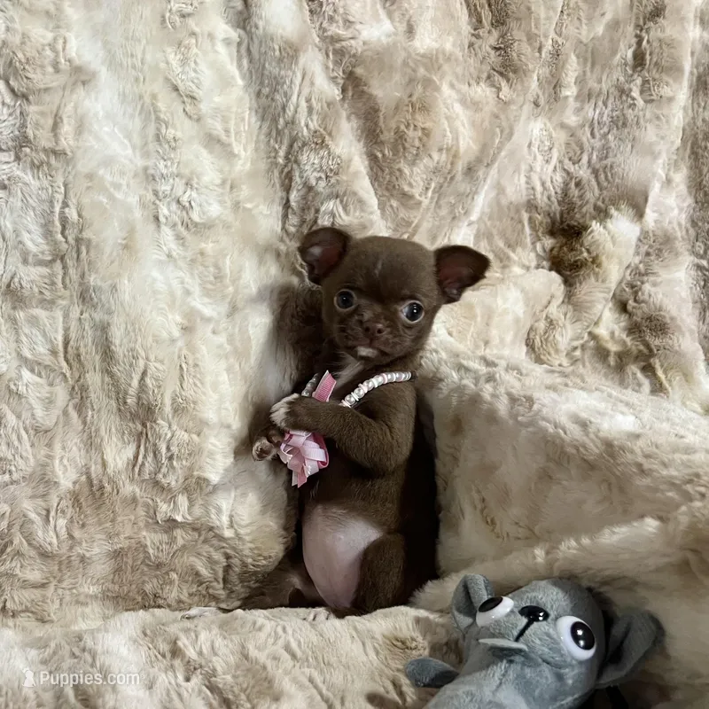Tiny Chocolate with White Girl – Chihuahua puppy for sale in Rogers, AR