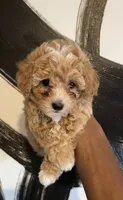 Lola, a female Poochon for sale in New Orleans, LA – 2 of 4