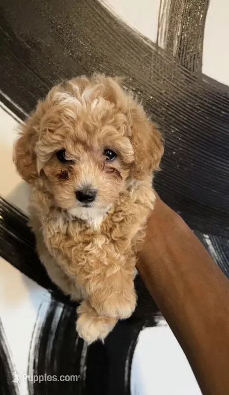 Lola – Poochon puppy for sale in New Orleans, LA